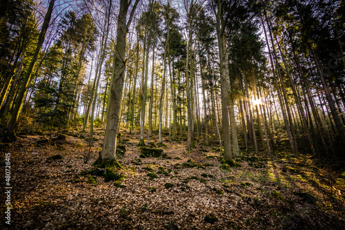 Sonnenuntergang im Schwarzwald