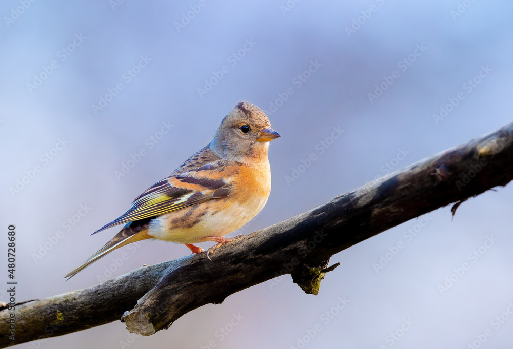 Obraz premium Bergfink (Fringilla montifringilla)