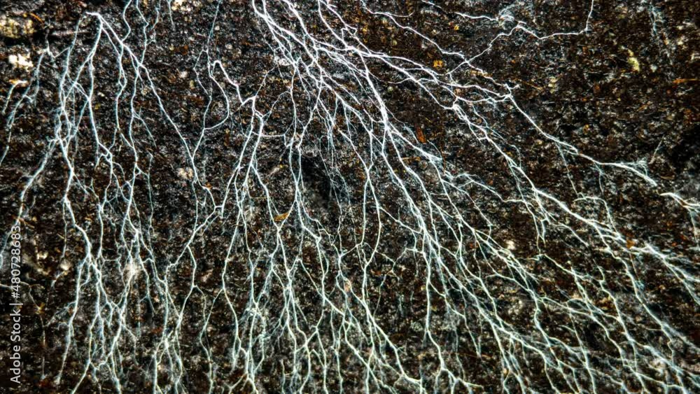 Champignon Mushroom Mycelium And Microorganisms Life in the Ground While Watering. Life Underground 