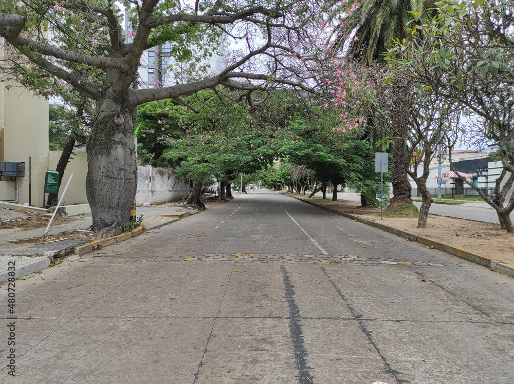 Vista de avenida vacía desierta con árboles toborochi y tajibo en ambos lados de la calle dando sombra