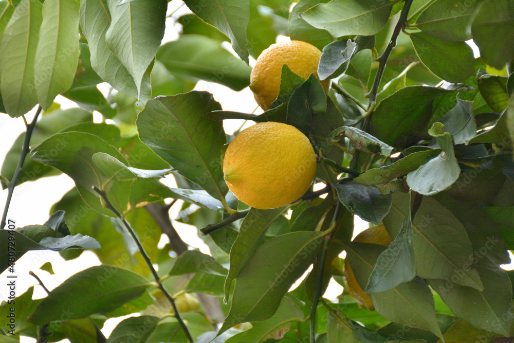 Lemons on a tree
