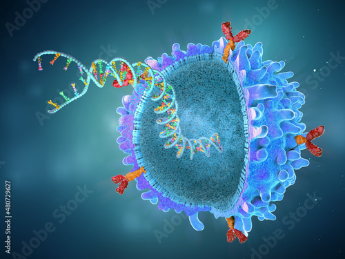 Genetically engineered chimeric antigen receptor immune cell with implanted gene strand - 3d illustration photo