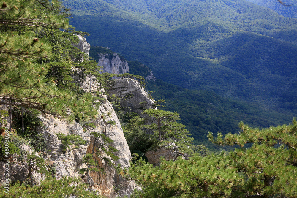 Beautiful landscape of pine trees in the mountains in Crimea Beautiful landscape of pine trees in the mountains in Crimea