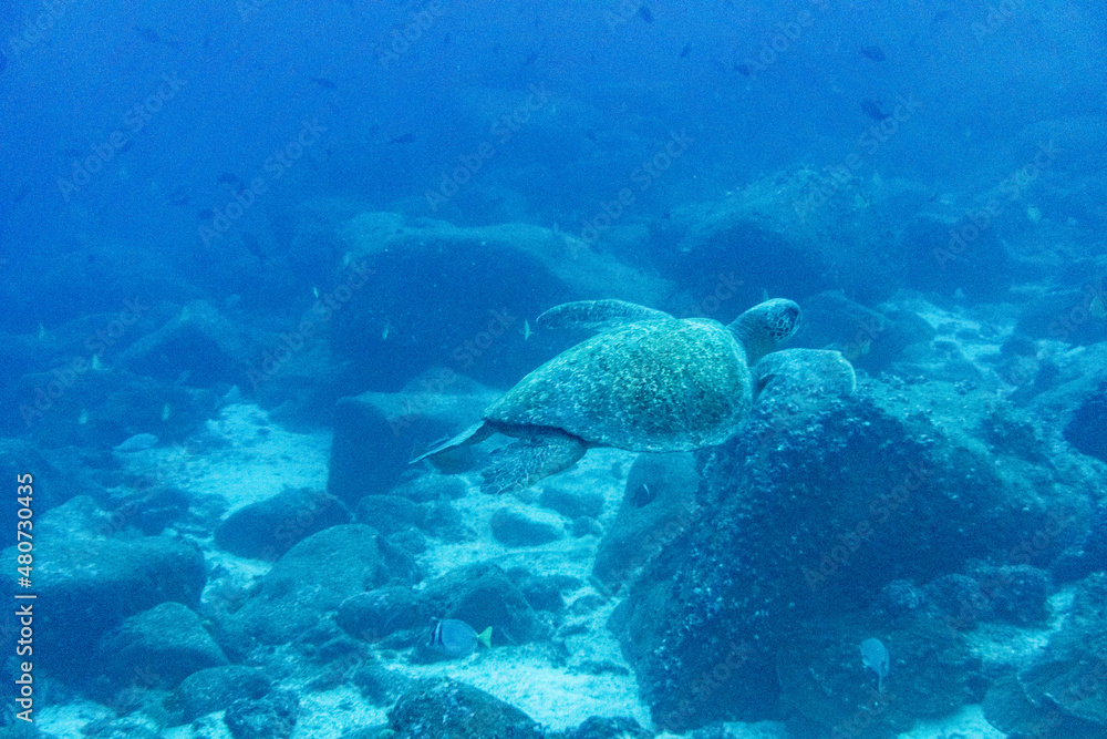 a large sea turtle swims in sea water in the galapagos a large sea turtle swims in sea water in the galapagos