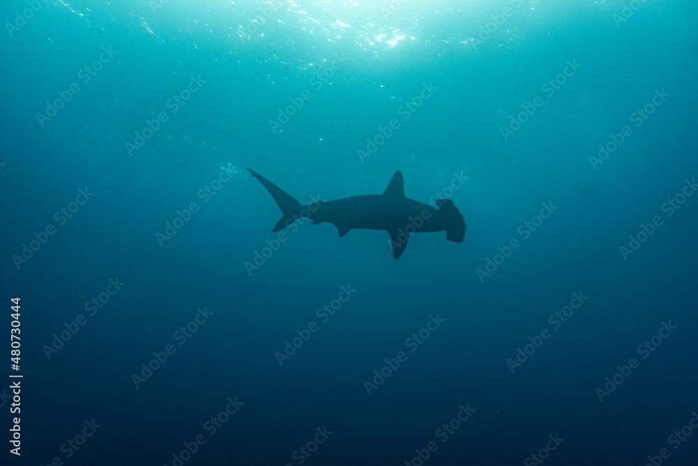 hammerhead shark near the reef at shallow depth hammerhead shark near the reef at shallow depth
