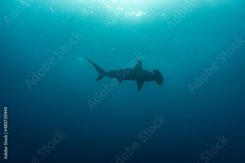 hammerhead shark near the reef at shallow depth  © константин константи