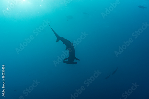 hammerhead shark near the reef at shallow depth 