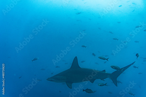 hammerhead shark near the reef at shallow depth 
