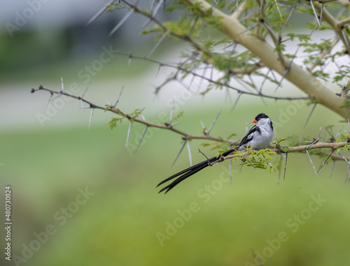 Pin-tailed whydah (Vidua macroura ), with long black tail and bright red beak, sitting on spiked tree branch with blurred green background © Marion Smith (Byers)