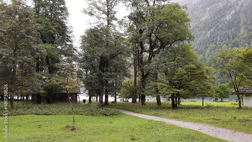 Bäume am Königsee