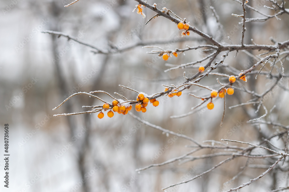 Remains of frozen orange berries on a branch of a sea buckthorn bush on a winter day Remains of frozen orange berries on a branch of a sea buckthorn bush on a winter day