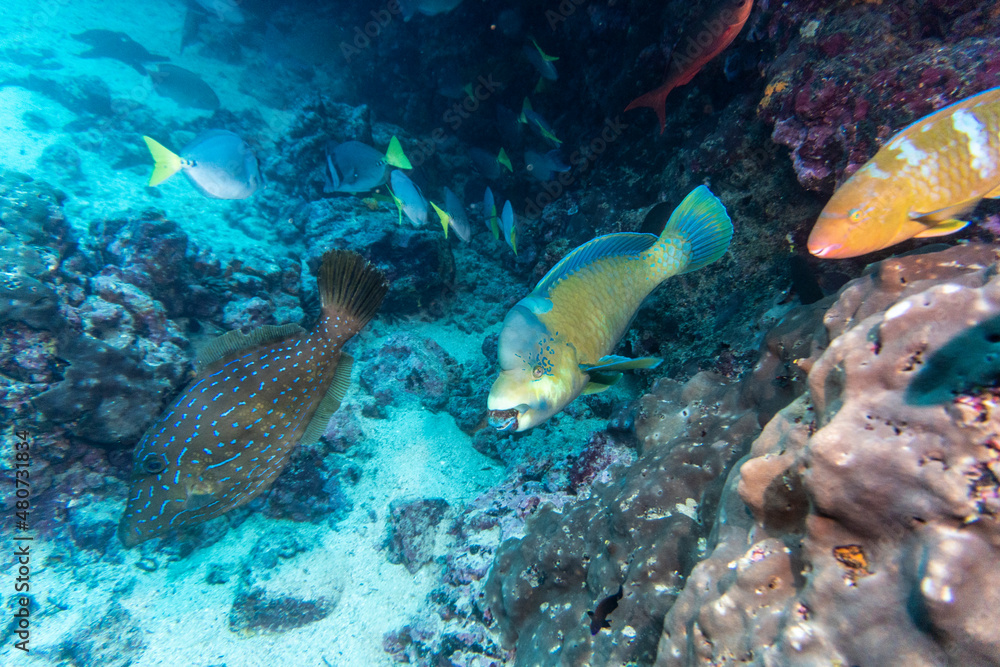 Fototapeta premium bright and colorful sea fish in shallow water in natural conditions