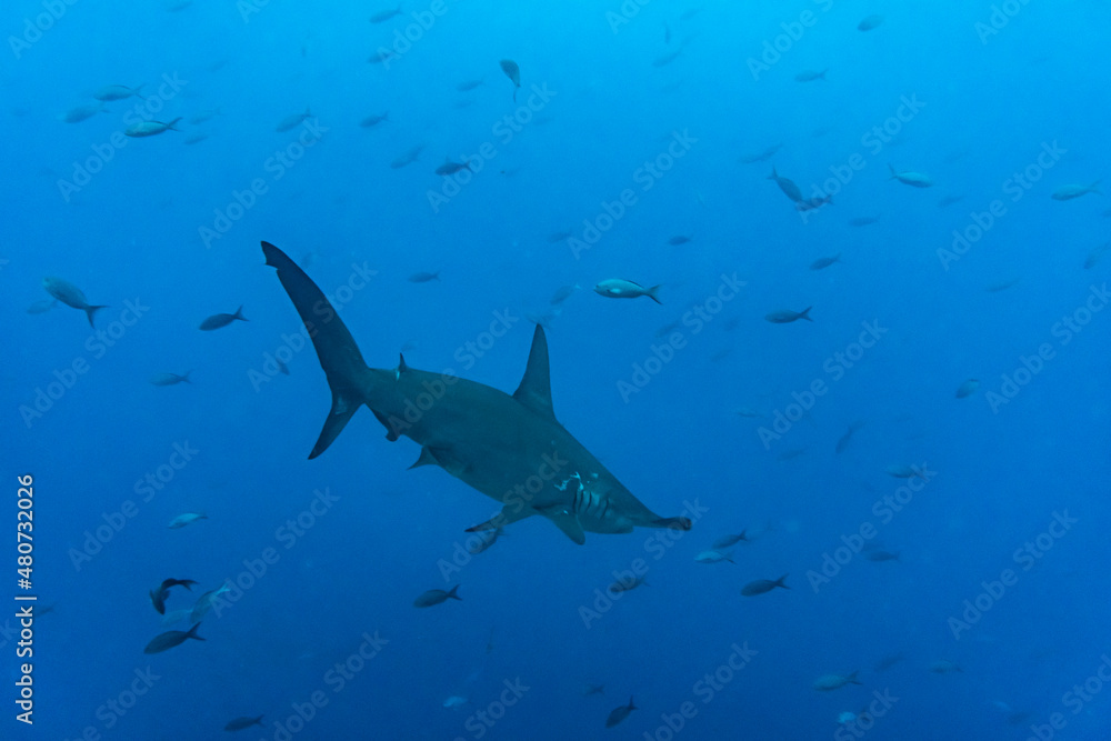 Obraz premium hammerhead sharks in warm currents in the Galapagos Islands