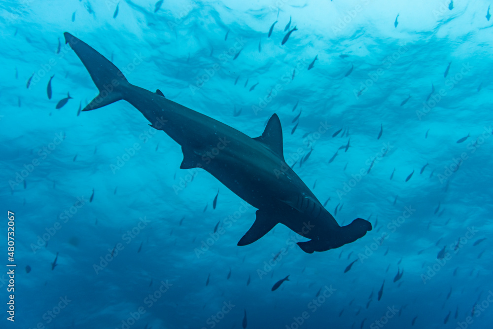 Obraz premium hammerhead sharks in warm currents in the Galapagos Islands