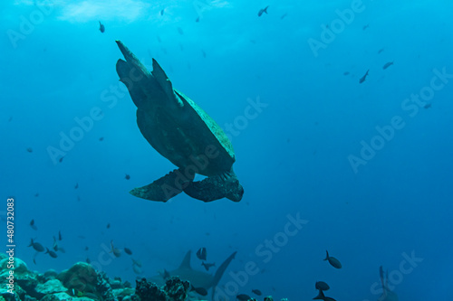 a large sea turtle swims in sea water in the galapagos  © константин константи