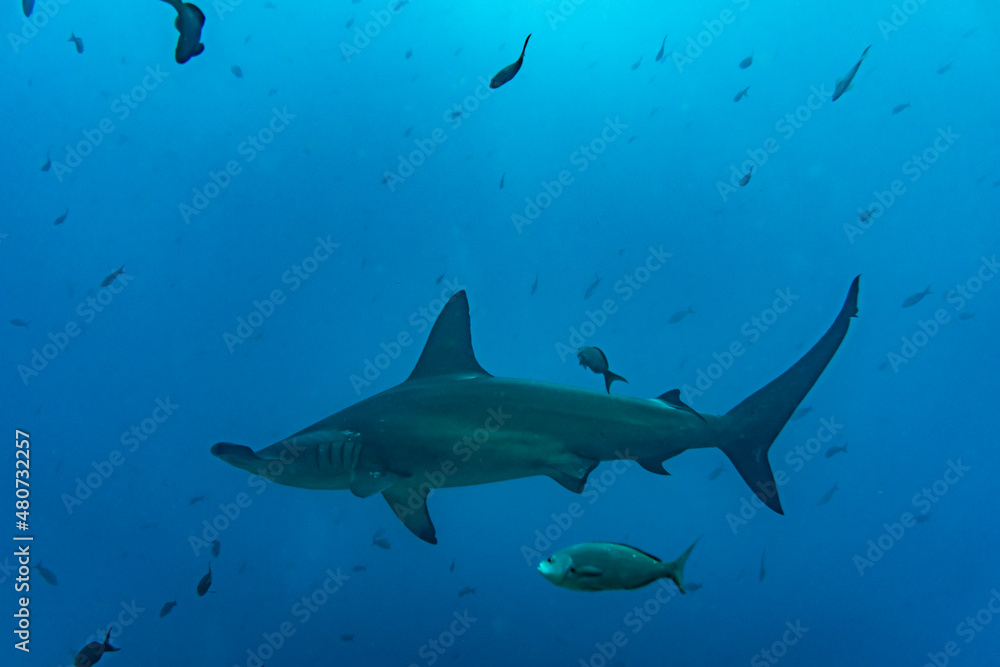 Obraz premium hammerhead sharks in warm currents in the Galapagos Islands