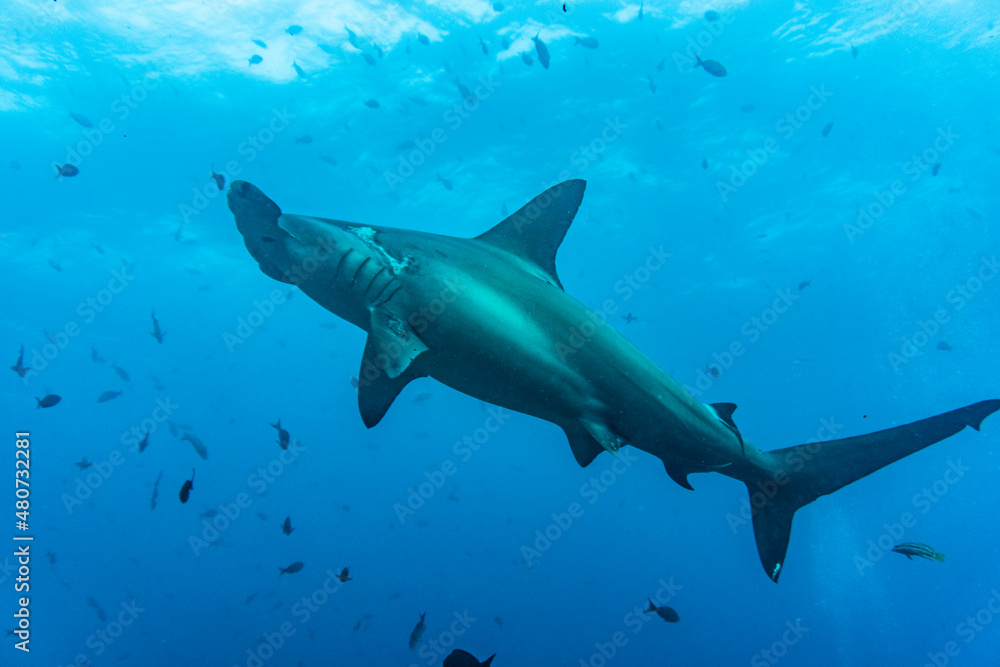 hammerhead sharks in warm currents in the Galapagos Islands hammerhead sharks in warm currents in the Galapagos Islands