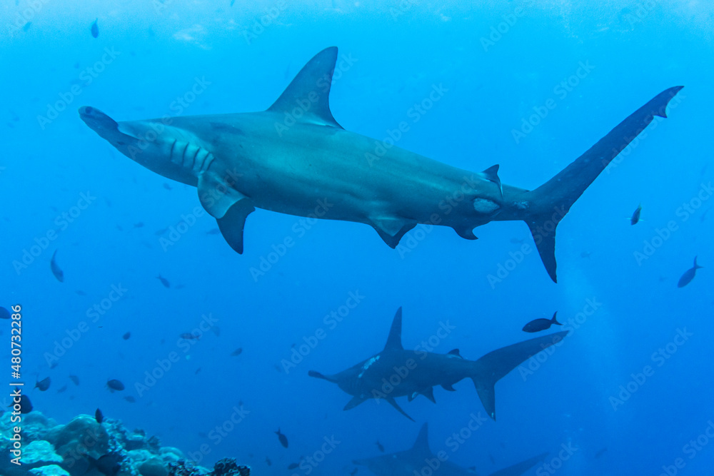 hammerhead sharks in warm currents in the Galapagos Islands