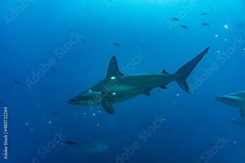 hammerhead sharks in warm currents in the Galapagos Islands