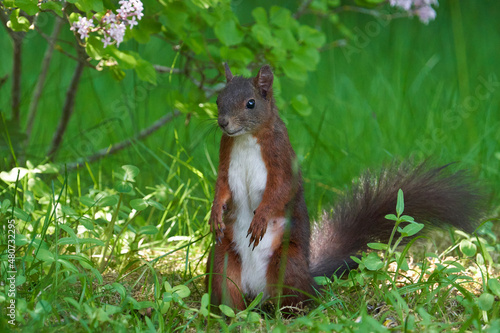 Das Eurasische Eichhörnchen (Sciurus vulgaris) photo