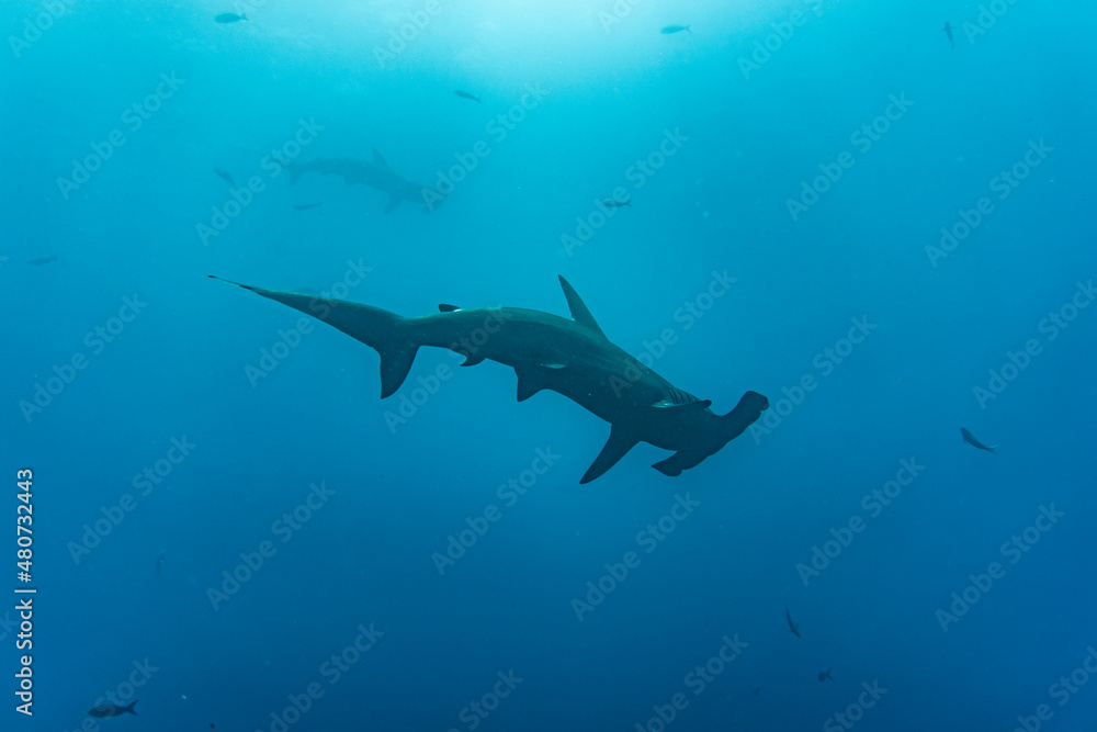 Fototapeta premium hammerhead sharks in warm currents in the Galapagos Islands