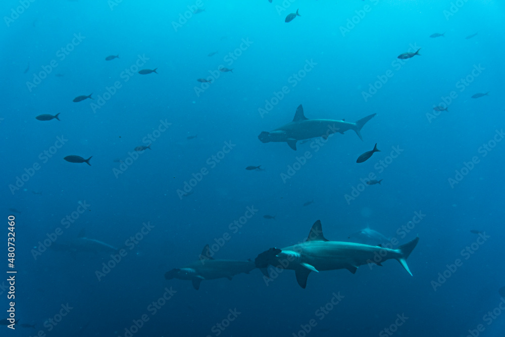 Obraz premium hammerhead sharks in warm currents in the Galapagos Islands