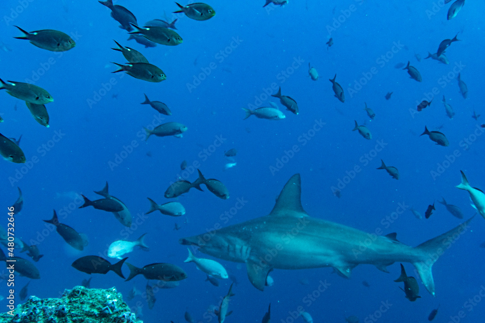 hammerhead sharks in warm currents in the Galapagos Islands hammerhead sharks in warm currents in the Galapagos Islands