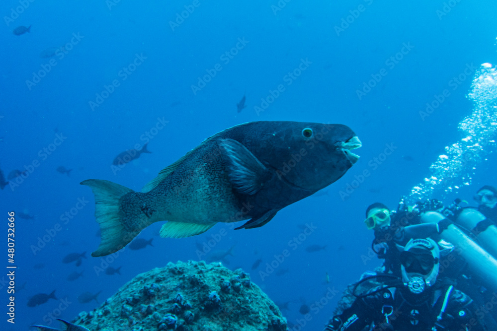bright and colorful sea fish in shallow water in natural conditions bright and colorful sea fish in shallow water in natural conditions