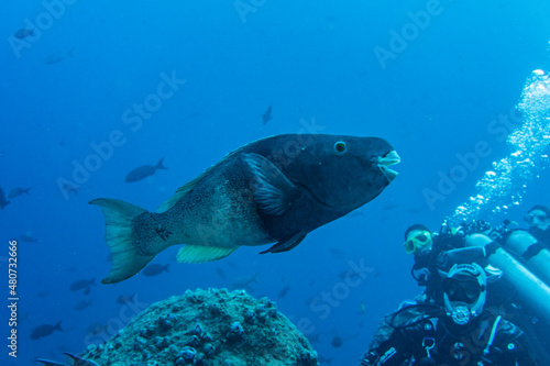 bright and colorful sea fish in shallow water in natural conditions