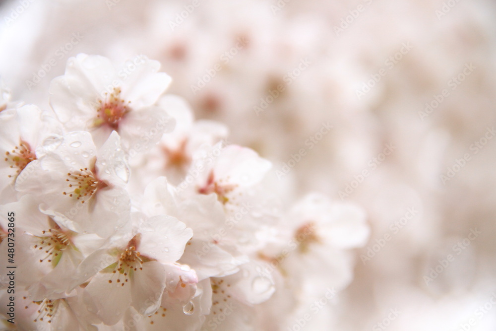 桜 桜