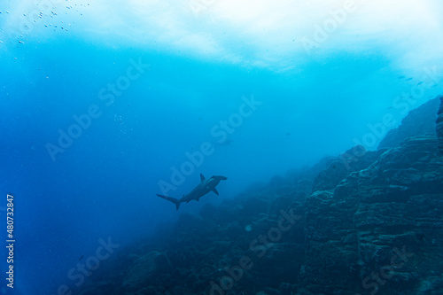 hammerhead sharks in warm currents in the Galapagos Islands