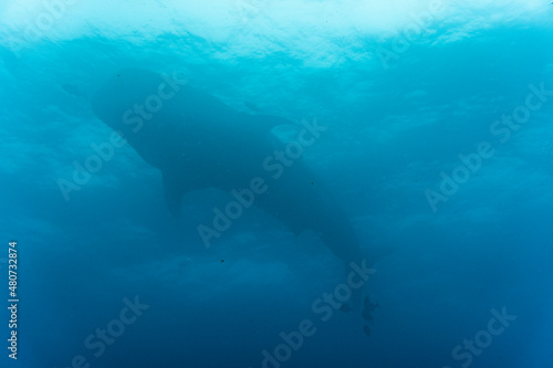 a large whale shark swims near the surface of the water in the warm Galapagos currents