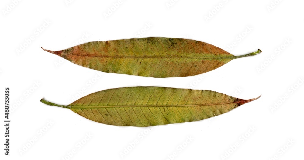 Fototapeta premium leaf isolated on white background