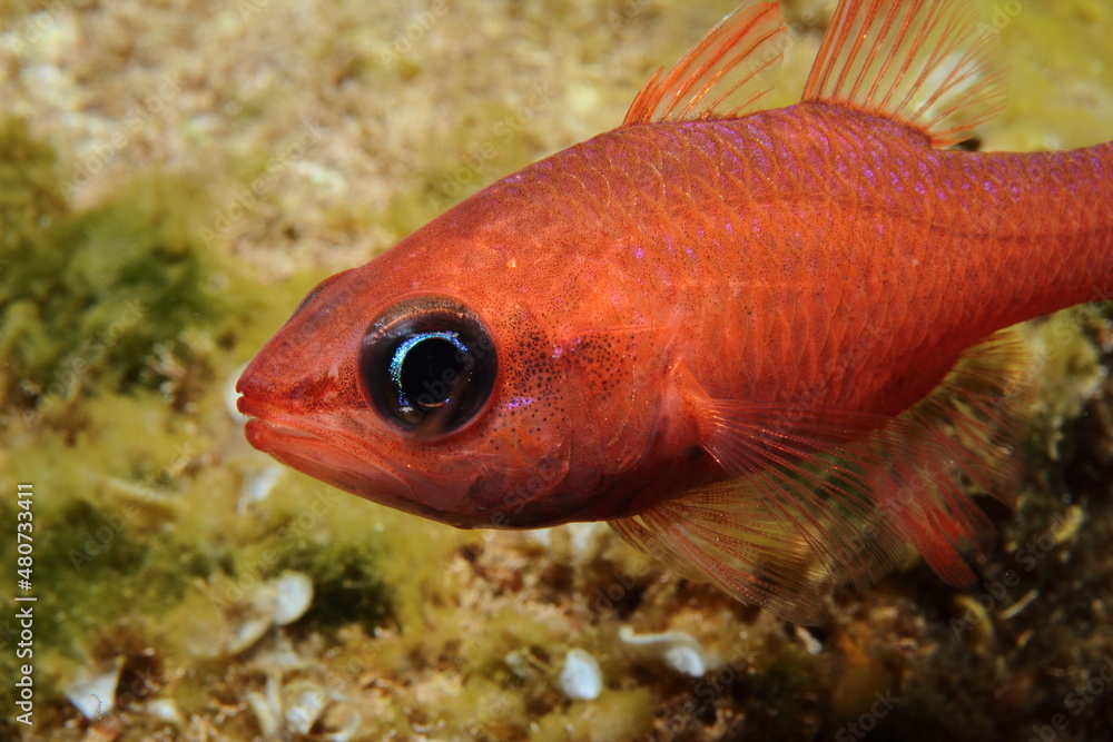 Red fish posing for the camera underwater during a scuba diving Red fish posing for the camera underwater during a scuba diving