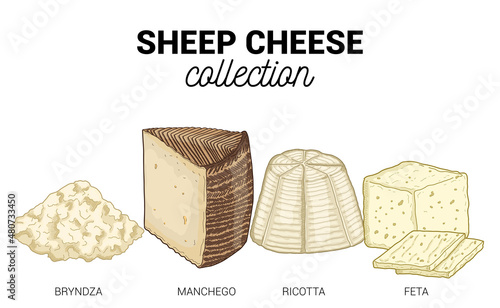 Sheep Cheese Types Collection Colorful Hand Drawn Illustration Set