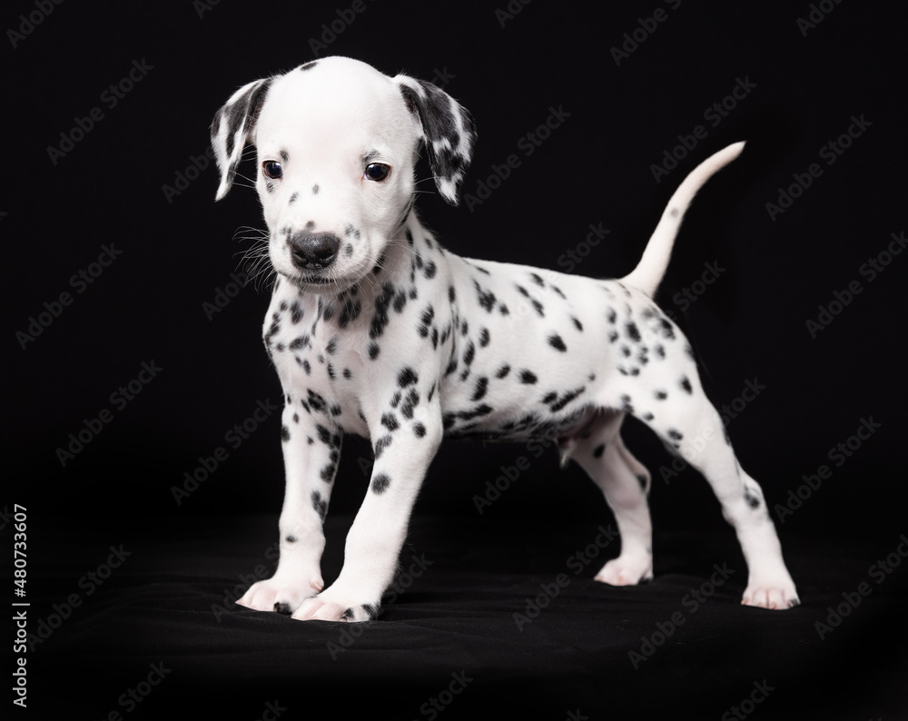 Dalmatian Puppy Dalmatian Puppy