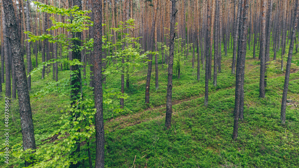 Naklejka premium Wald