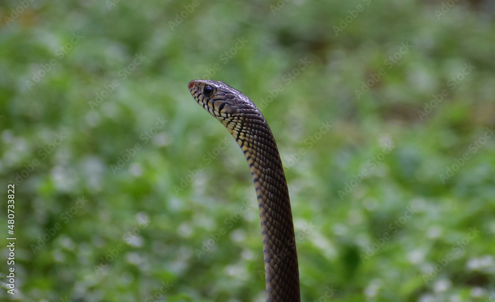 close up of a snake close up of a snake