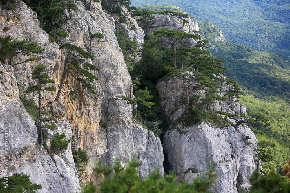 Fototapeta premium Beautiful landscape with pine trees on the rocks of Crimea