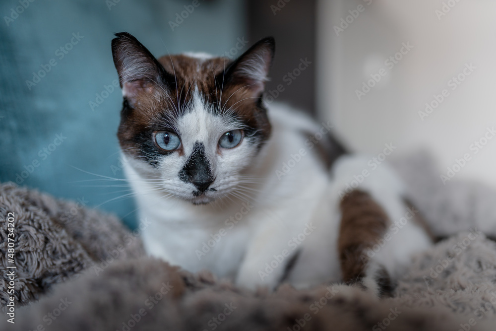 close up. black and white cat with blue eyes sitting on a blanket