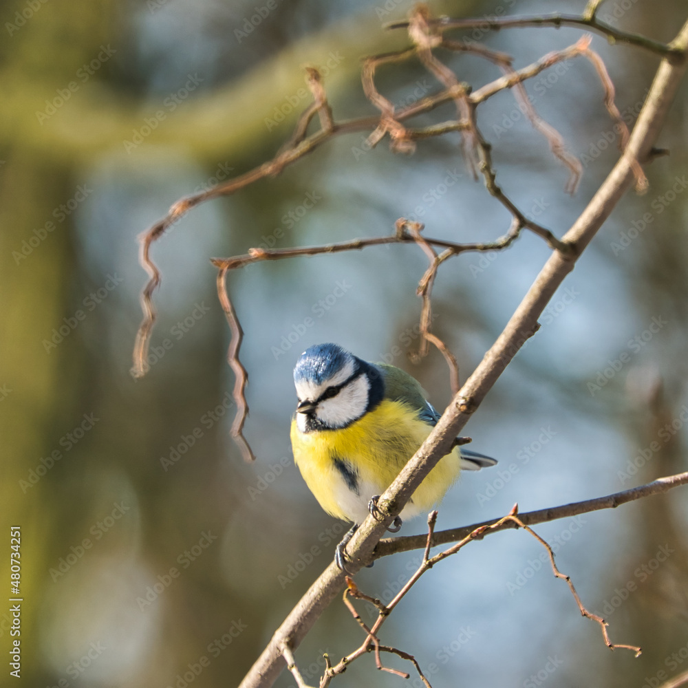 Obraz premium one blue tit on a tree in the winter , cold and sunny day with no people