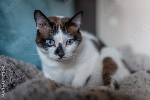 close up. black and white cat with blue eyes sitting on a blanket © magui RF