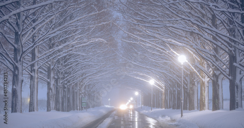 滋賀県 メタセコイア並木 雪景色