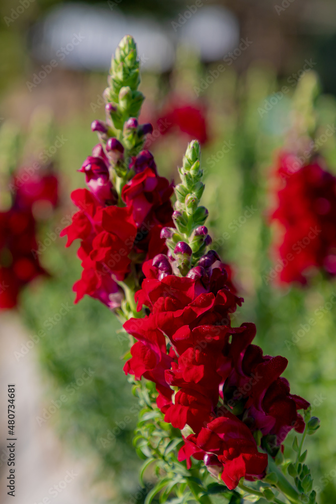 Naklejka premium Selective focus of red Snapdragon flowers in the garden with green leaves, Antirrhinum majus is a species of flowering plant belonging to the genus Antirrhinum, Nature floral background.