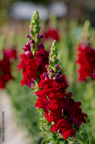Selective focus of red Snapdragon flowers in the garden with green leaves, Antirrhinum majus is a species of flowering plant belonging to the genus Antirrhinum, Nature floral background. photo