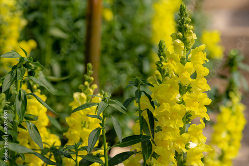 Selective focus of yellow Snapdragon flowers in the garden with green leaves  Antirrhinum majus is a species of flowering plant belonging to the genus Antirrhinum  Nature floral background.