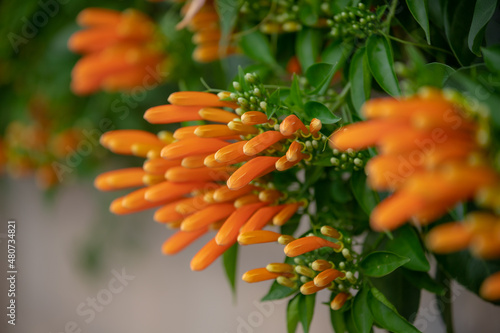 Selective focus of Pyrostegia venusta flowers with green leaves in the garden, Flamevine or orange trumpetvine is a plant species of the genus Pyrostegia of the family Bignoniaceae, Nature background. photo