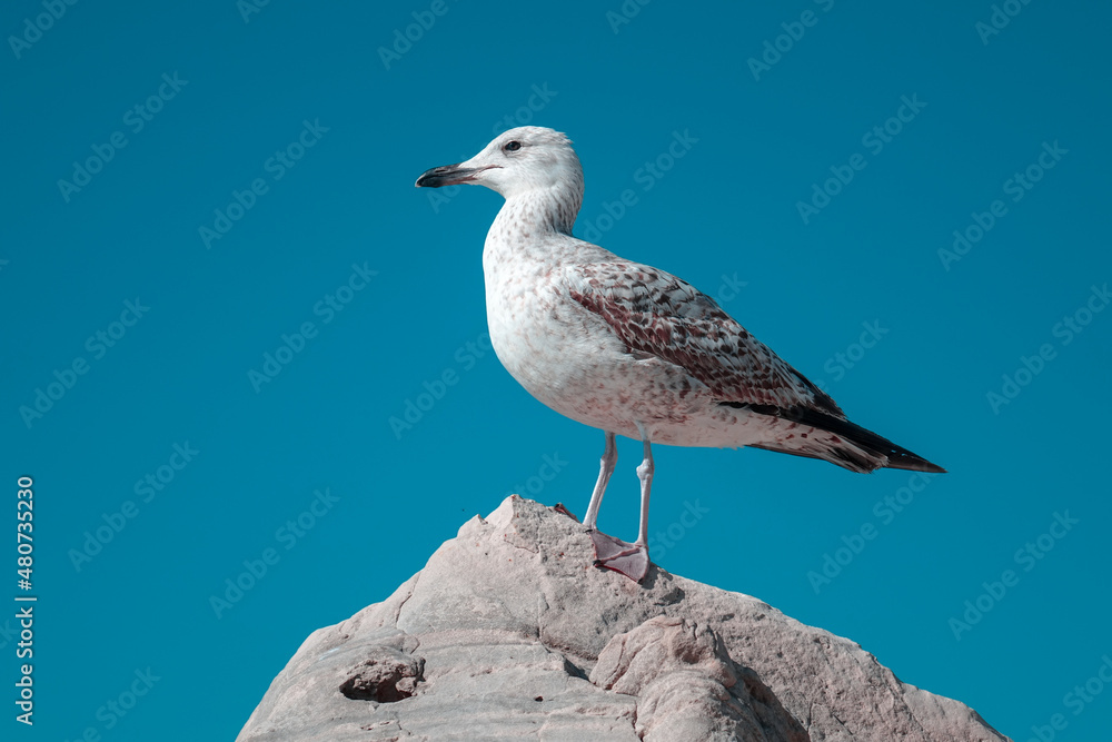 Obraz premium Seagull by the sea