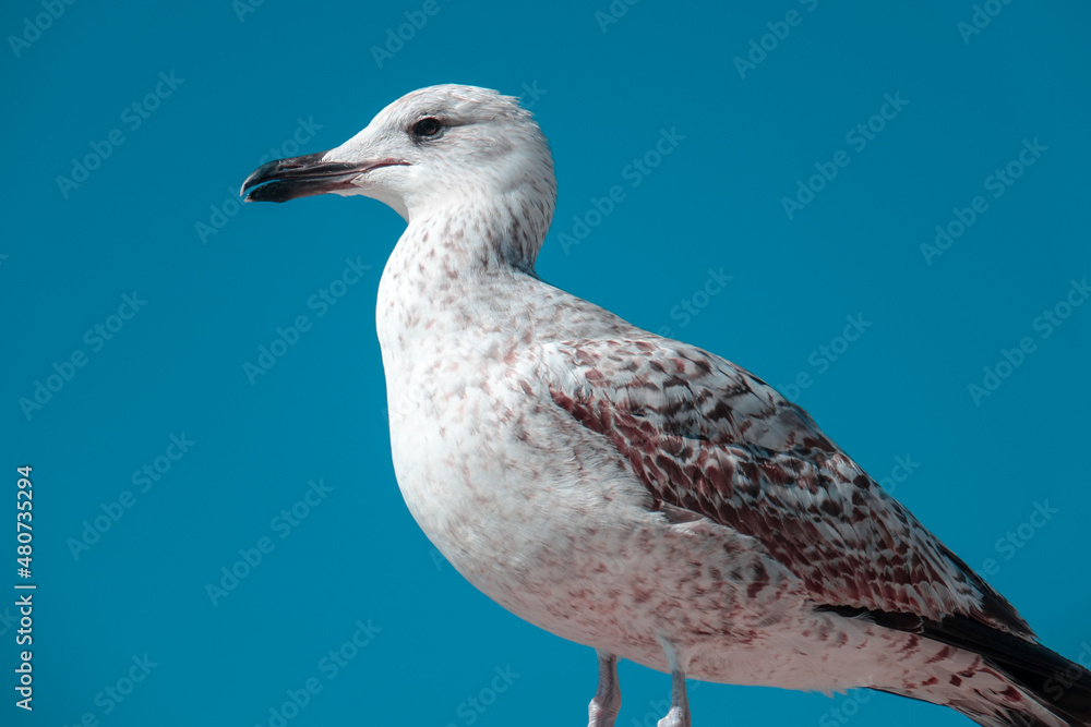 Fototapeta premium Seagull by the sea