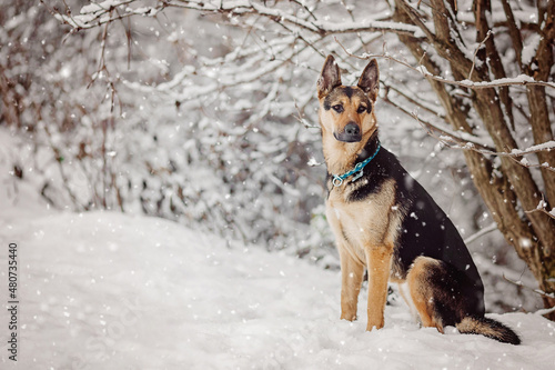 German Sheperd dog winter snow